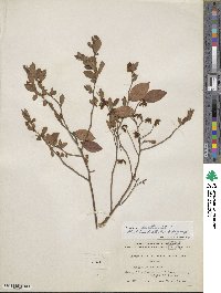 Vaccinium fuscatum image