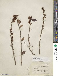 Vaccinium fuscatum image