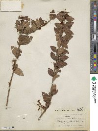 Vaccinium fuscatum image