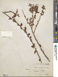 Vaccinium fuscatum image