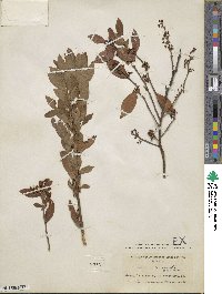 Vaccinium fuscatum image