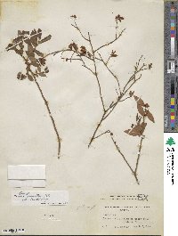 Vaccinium fuscatum image