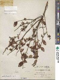 Vaccinium fuscatum image