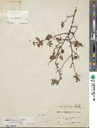 Vaccinium fuscatum image