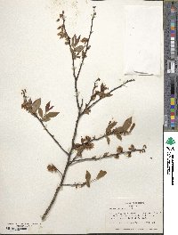 Vaccinium fuscatum image