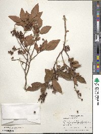 Vaccinium fuscatum image