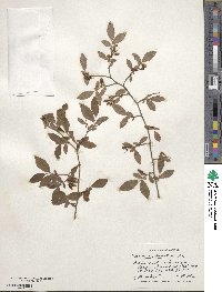 Vaccinium fuscatum image