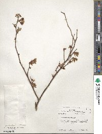 Vaccinium fuscatum image