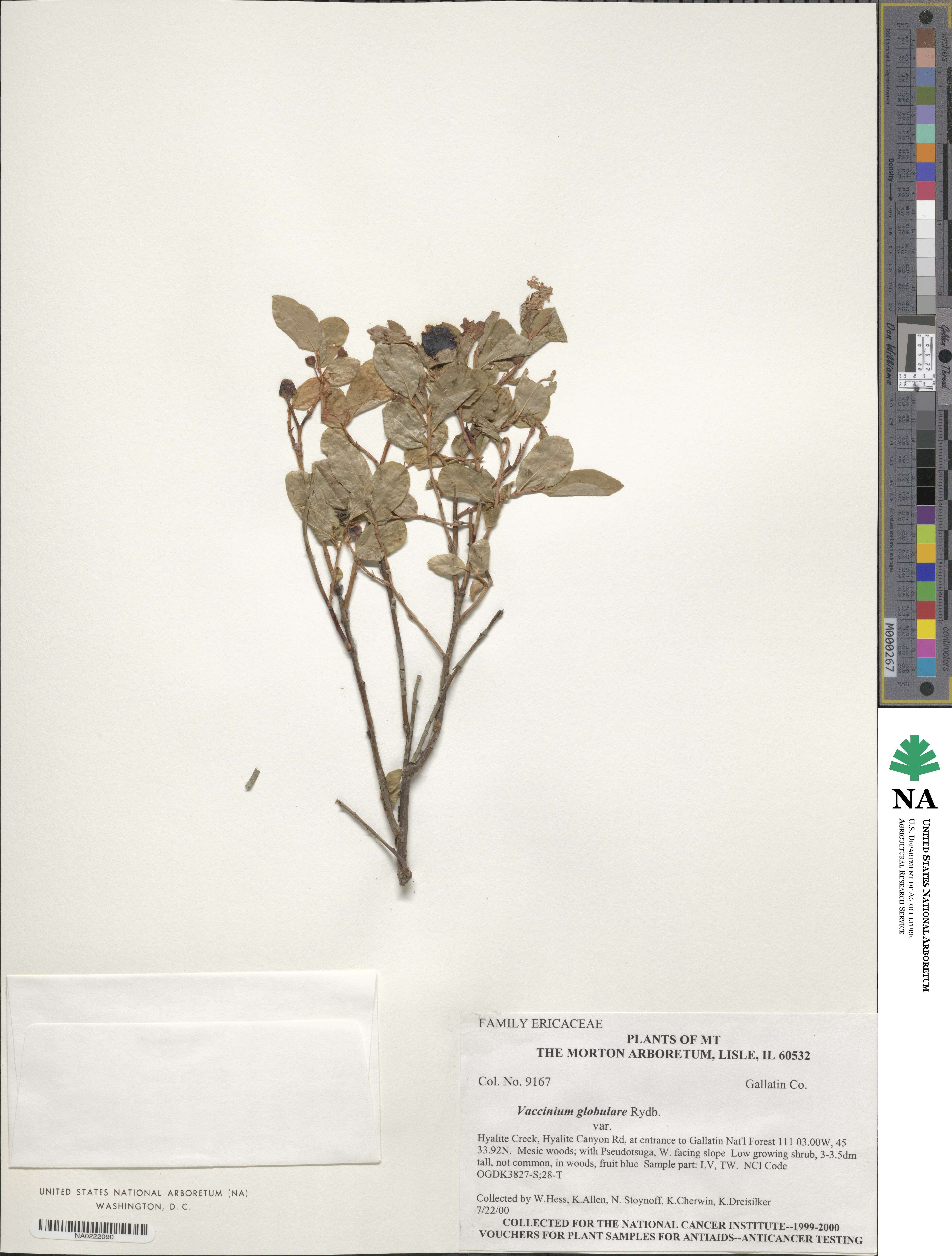 Vaccinium membranaceum image