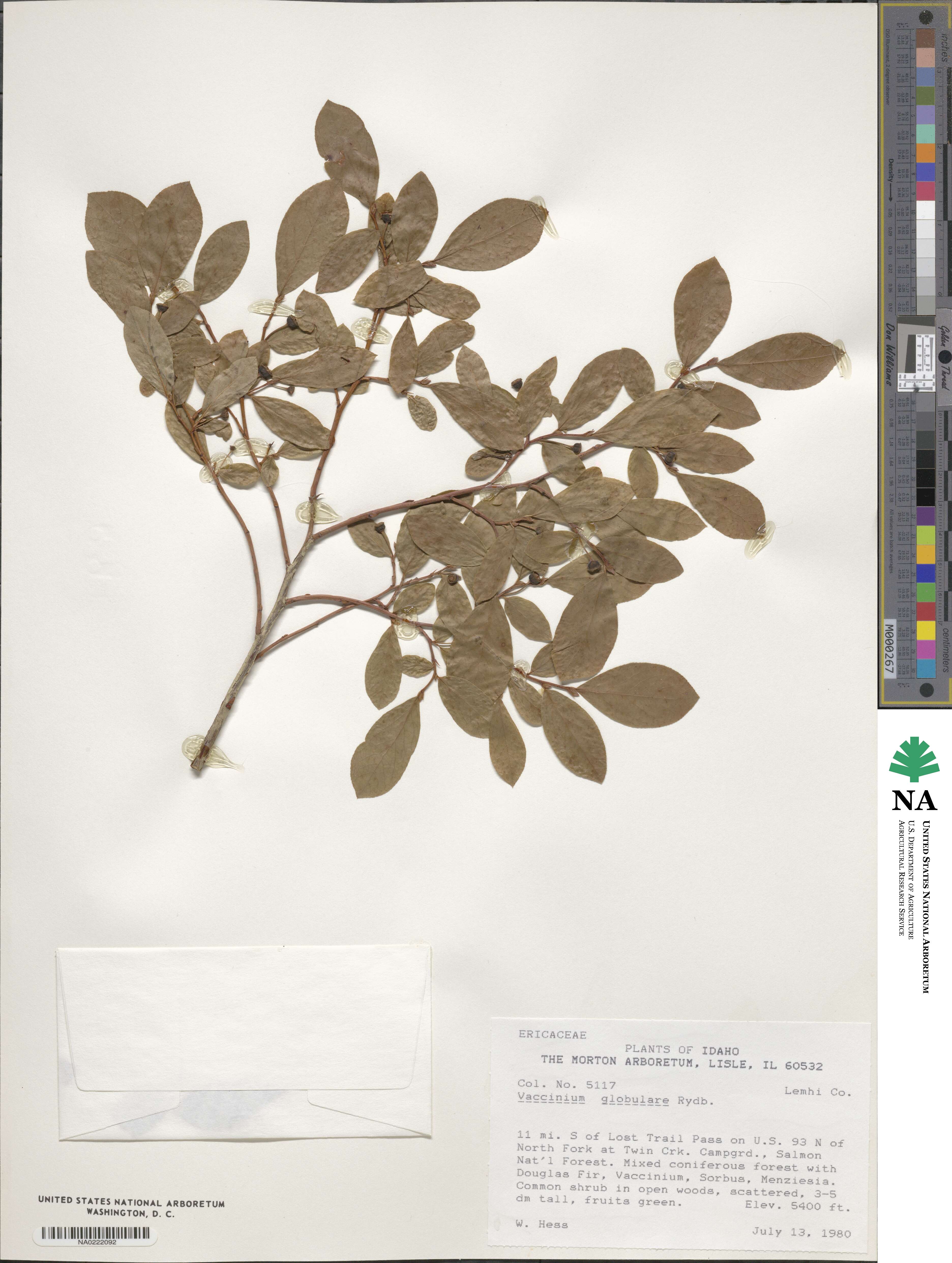 Vaccinium membranaceum image