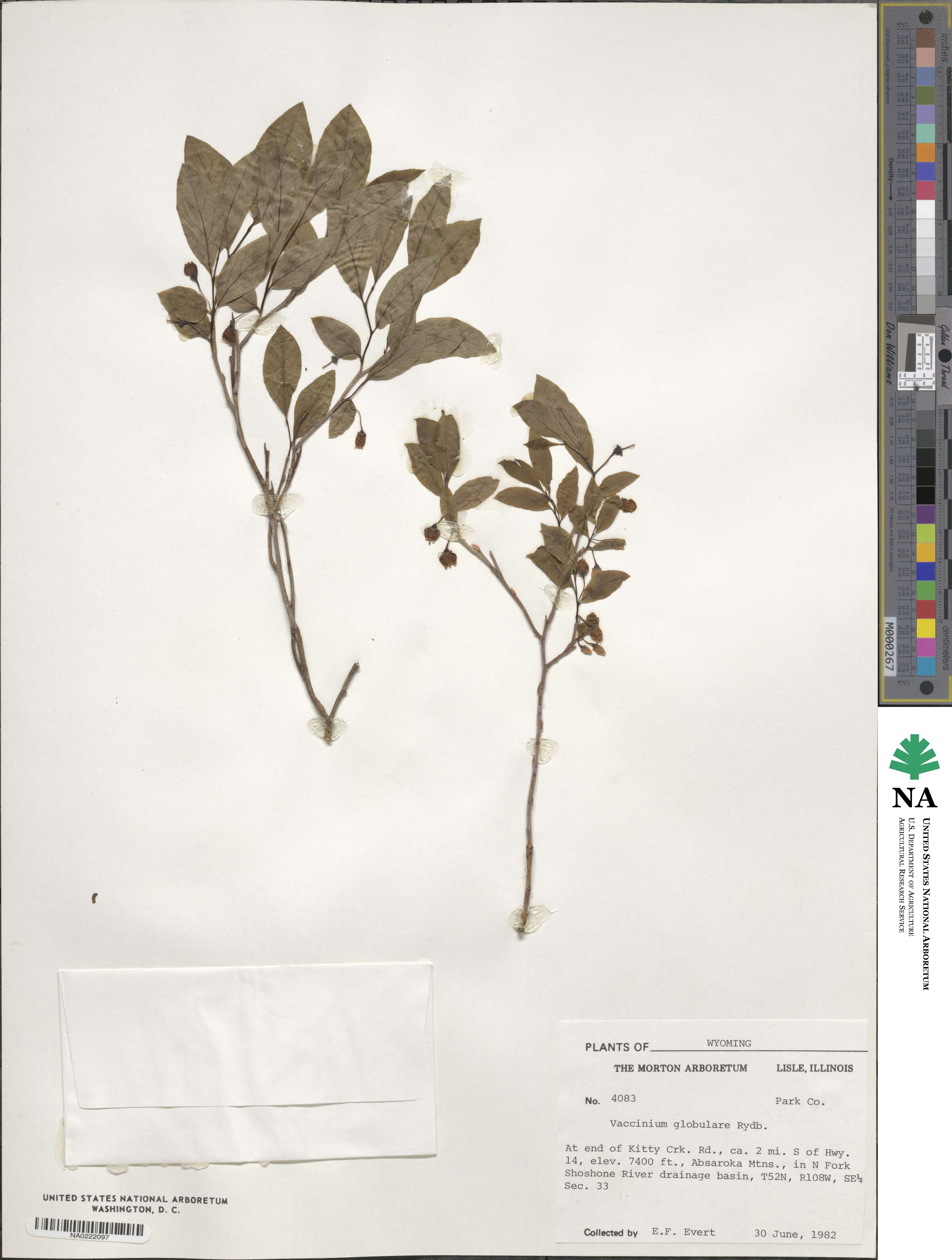 Vaccinium membranaceum image