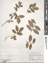 Vaccinium membranaceum image