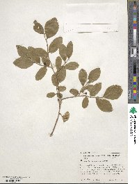 Vaccinium membranaceum image