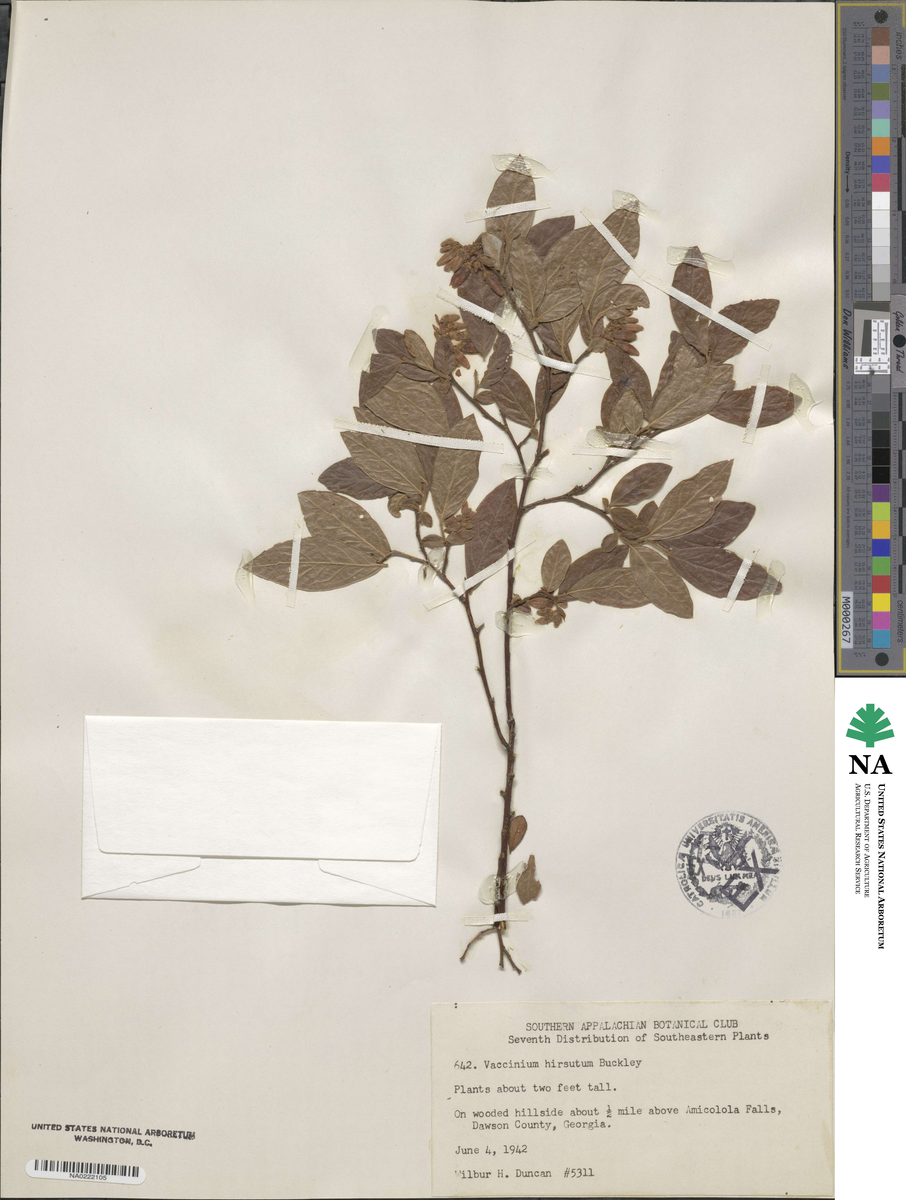Vaccinium hirsutum image