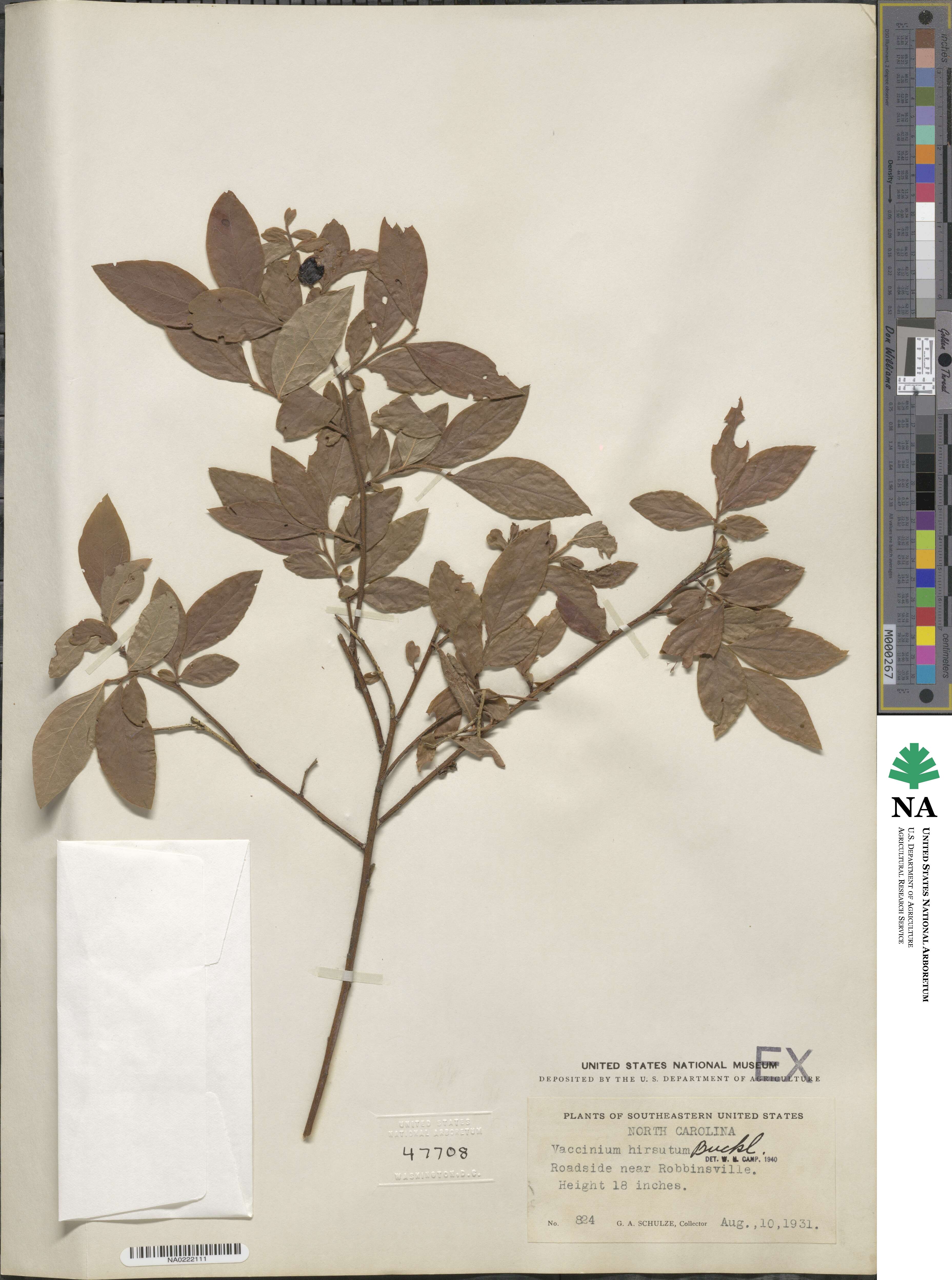 Vaccinium hirsutum image