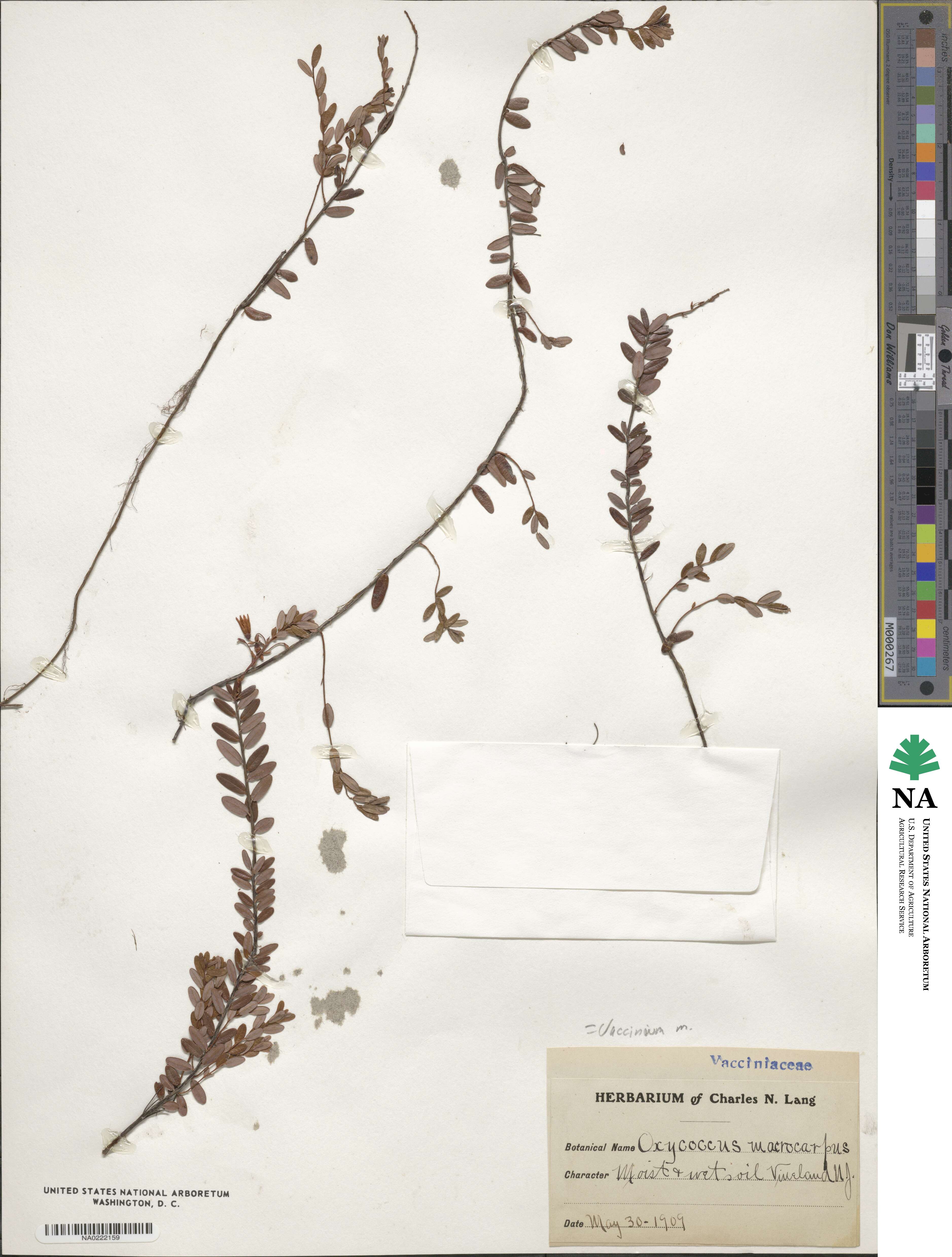 Vaccinium macrocarpon image