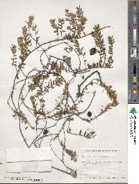 Vaccinium macrocarpon image
