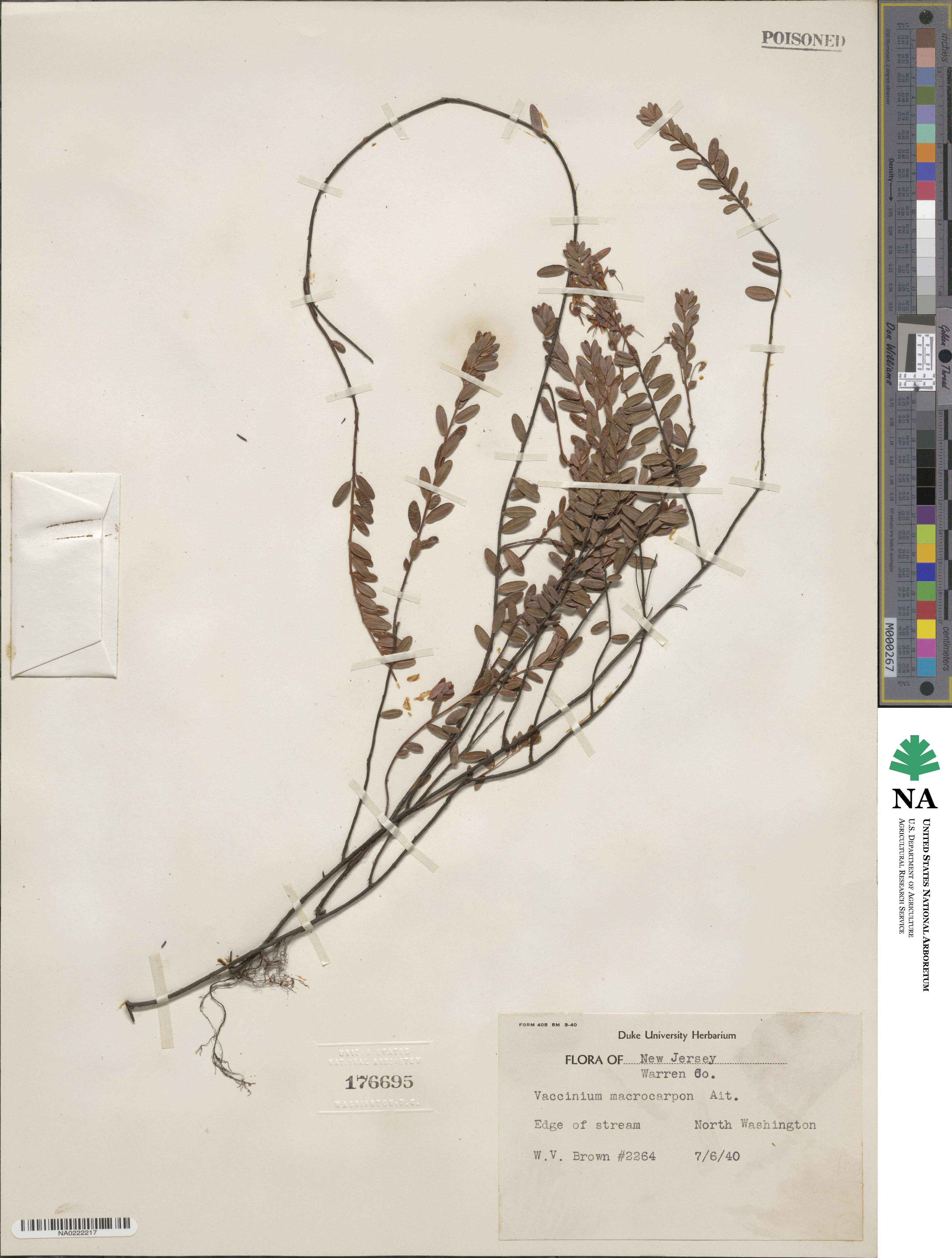 Vaccinium macrocarpon image