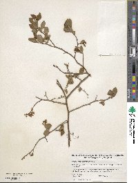 Vaccinium corymbosum image