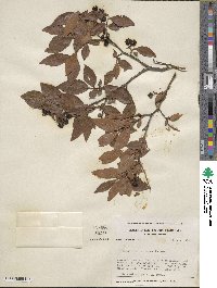 Vaccinium corymbosum image