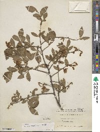 Vaccinium corymbosum image