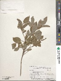 Vaccinium membranaceum image