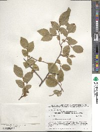 Vaccinium membranaceum image