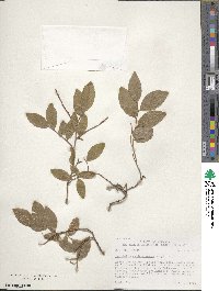 Vaccinium membranaceum image