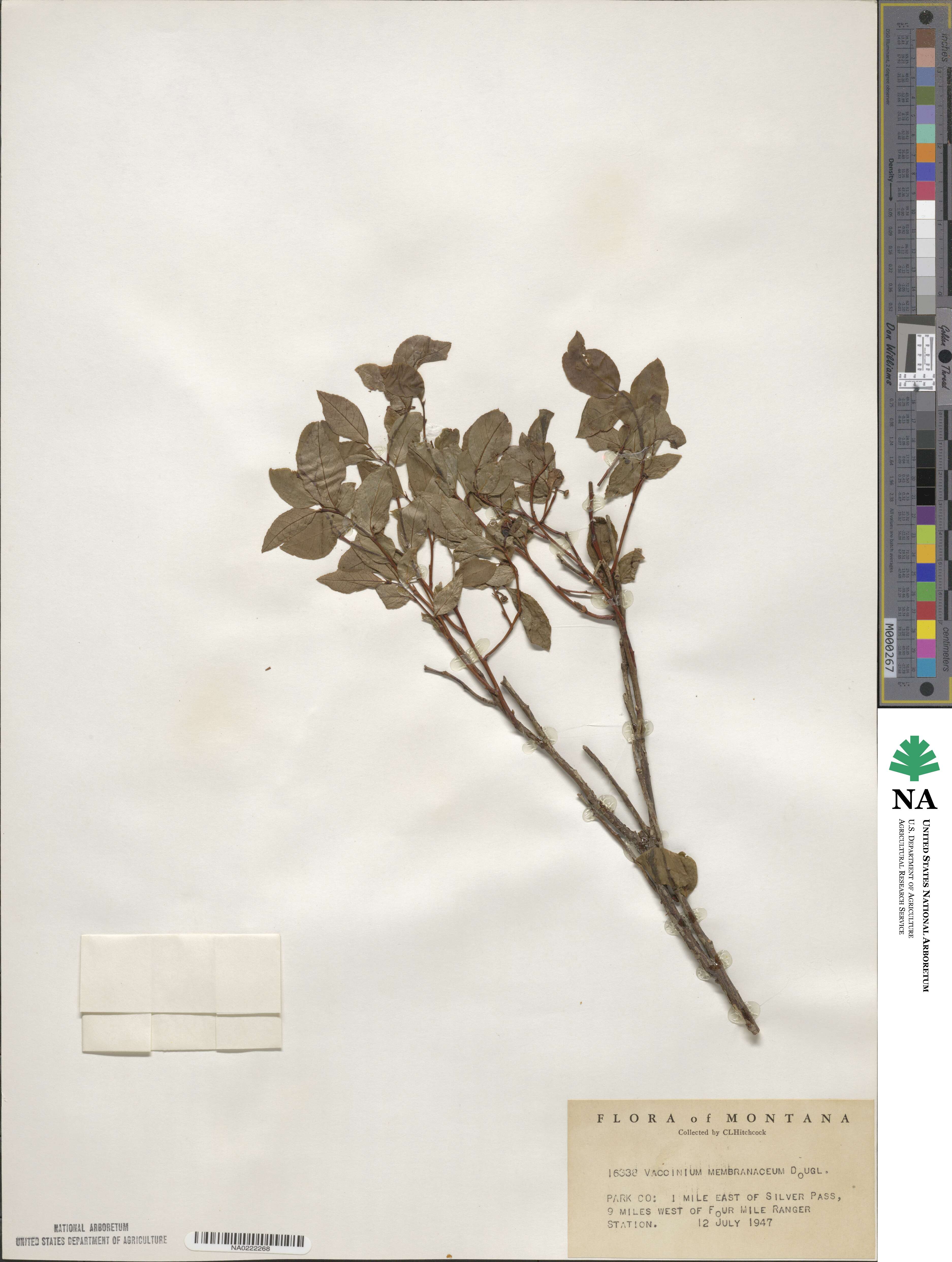 Vaccinium membranaceum image