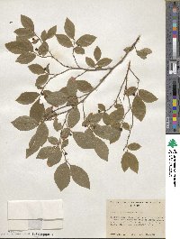 Vaccinium membranaceum image