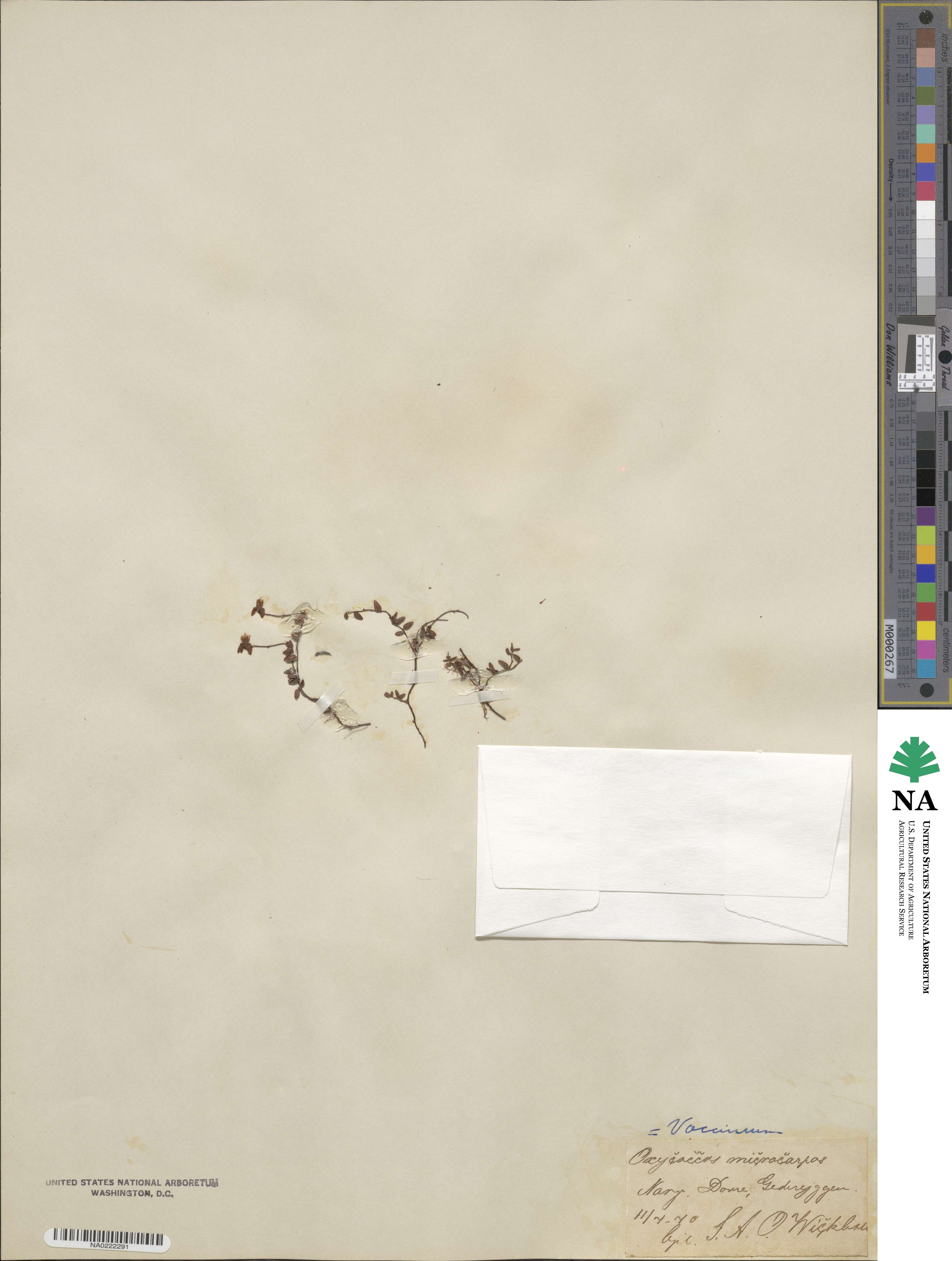 Vaccinium microcarpum image