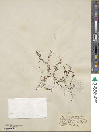 Vaccinium microcarpum image