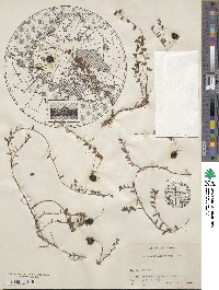 Vaccinium microcarpum image