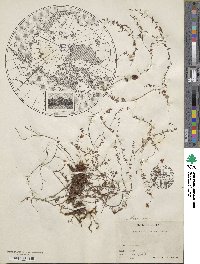 Vaccinium microcarpum image