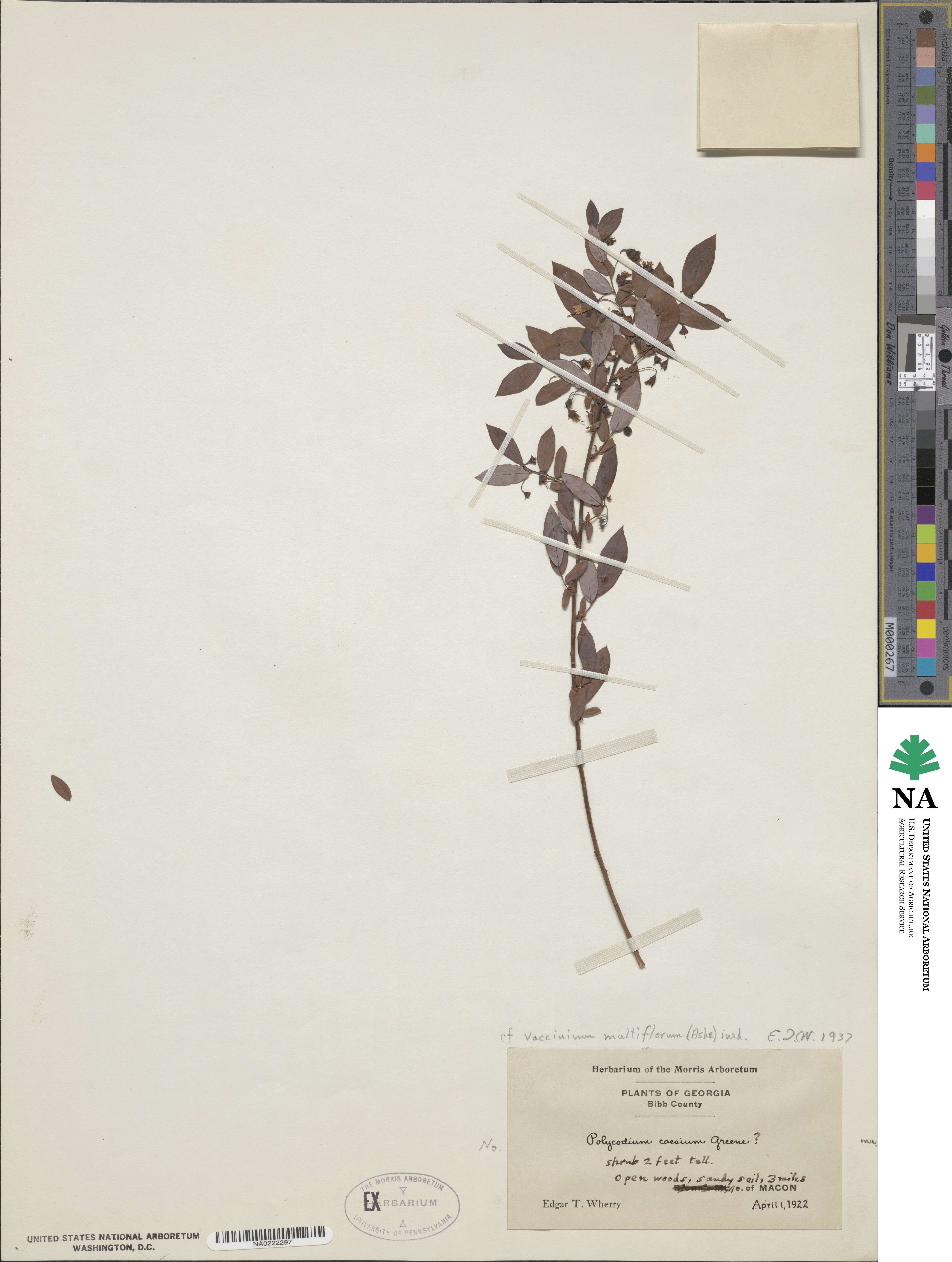 Vaccinium angustifolium image