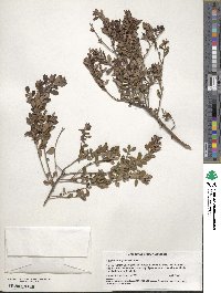 Vaccinium myrsinites image