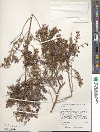 Vaccinium myrsinites image