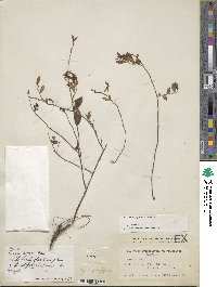 Vaccinium myrsinites image