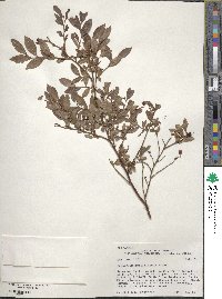 Vaccinium myrtillus image