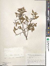 Vaccinium myrtillus image