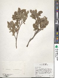 Vaccinium myrtillus image