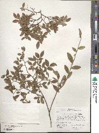 Vaccinium myrtillus image