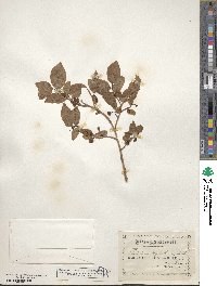 Vaccinium myrtillus image