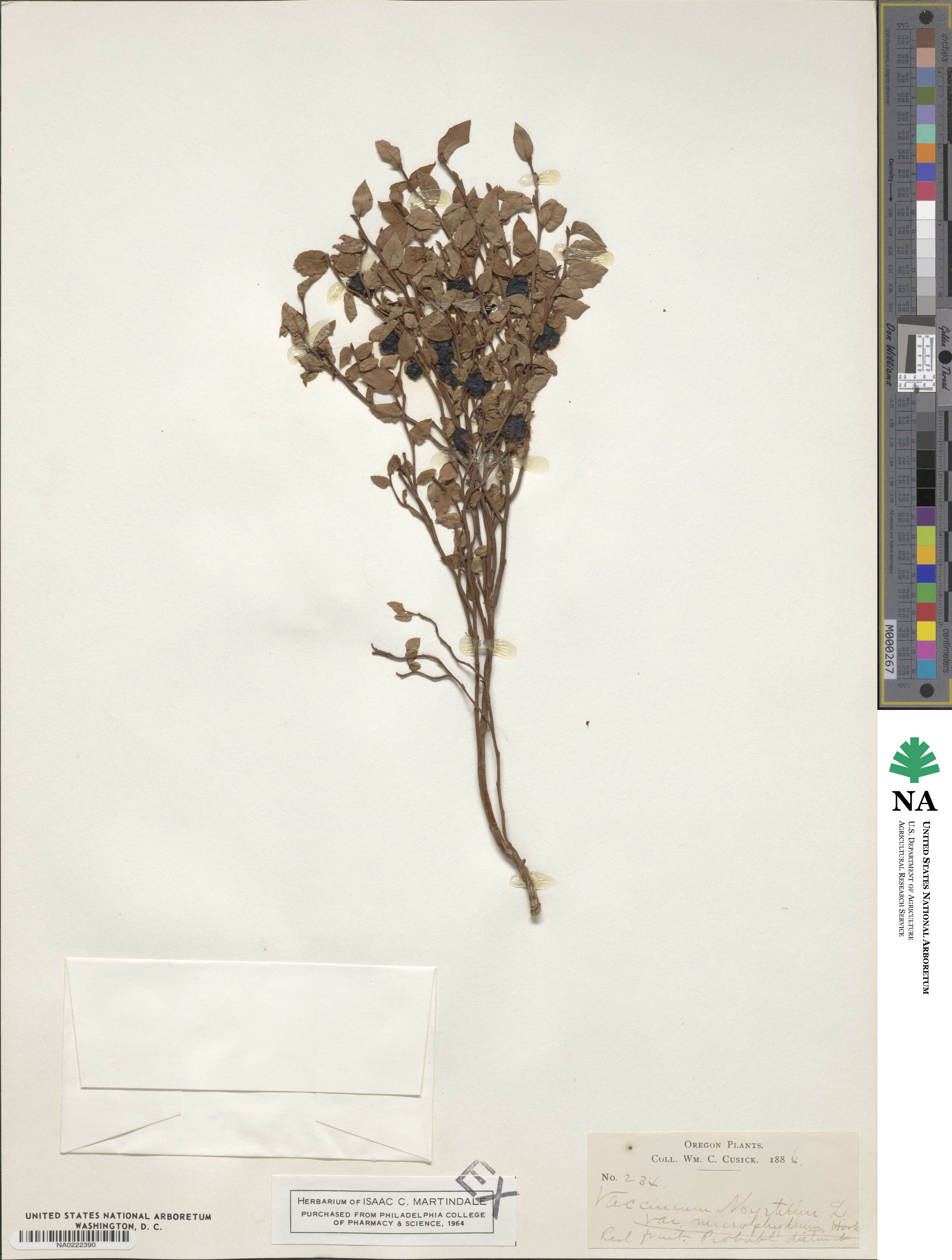 Vaccinium scoparium image