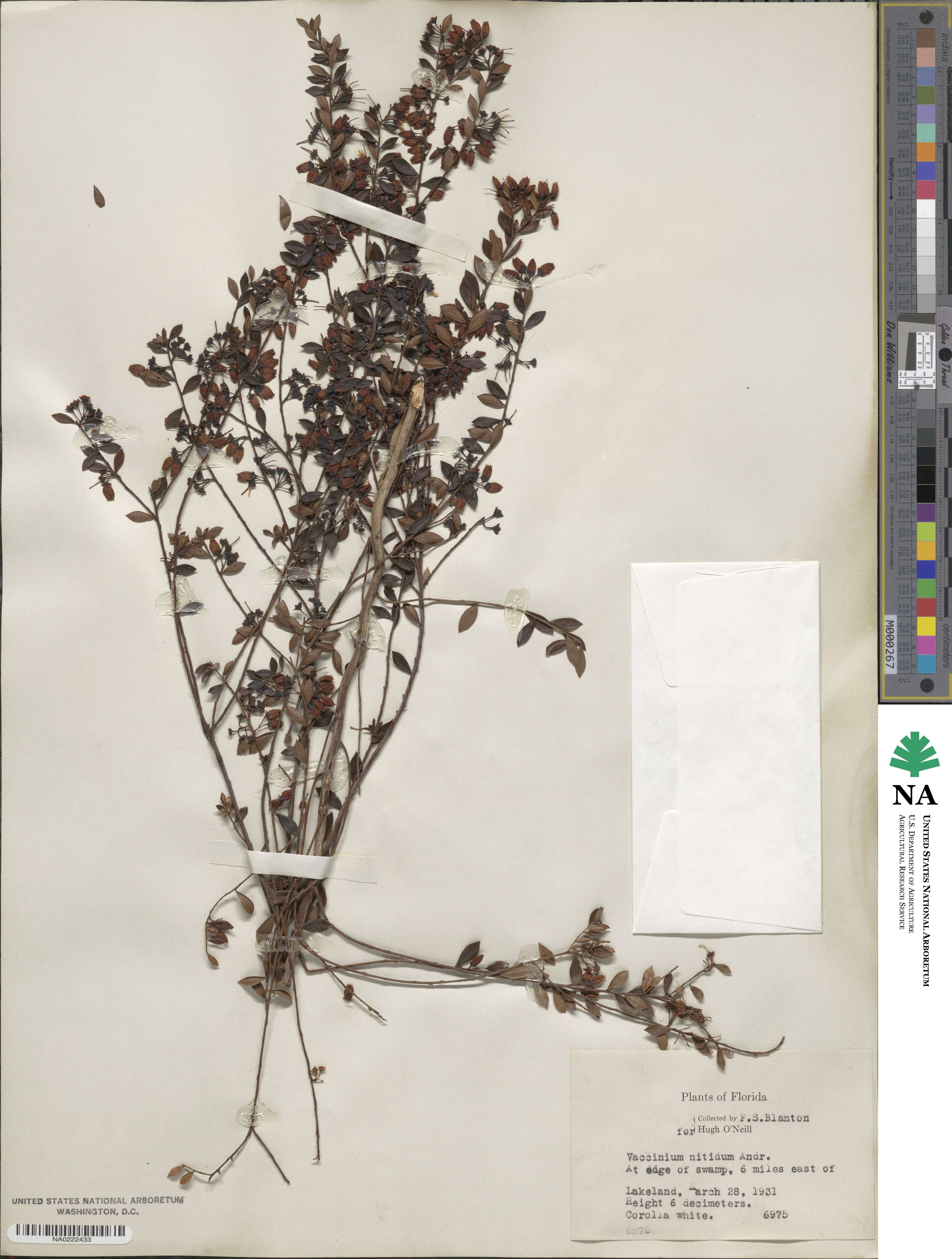 Vaccinium myrsinites image