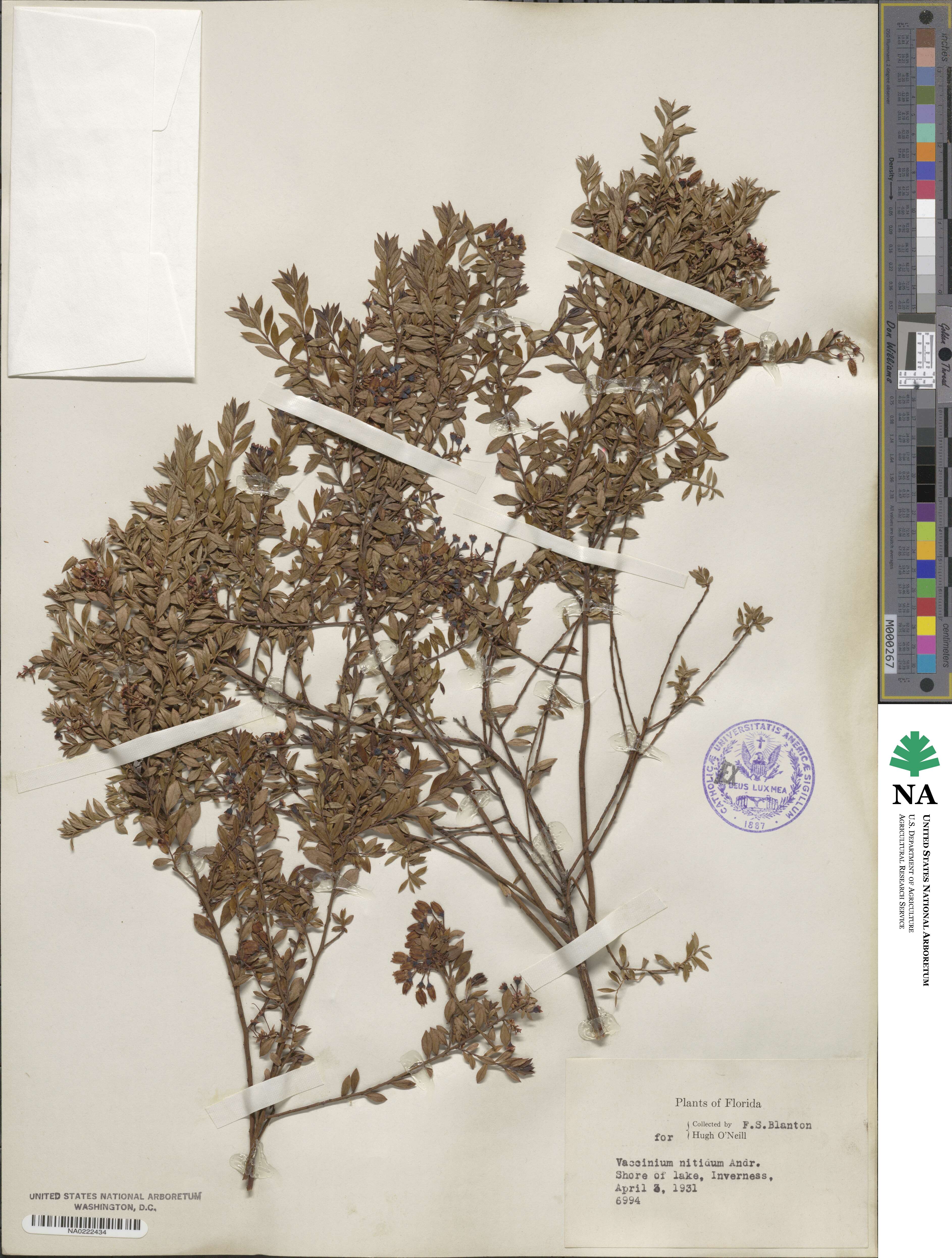 Vaccinium myrsinites image