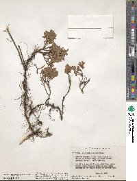 Image of Vaccinium cespitosum