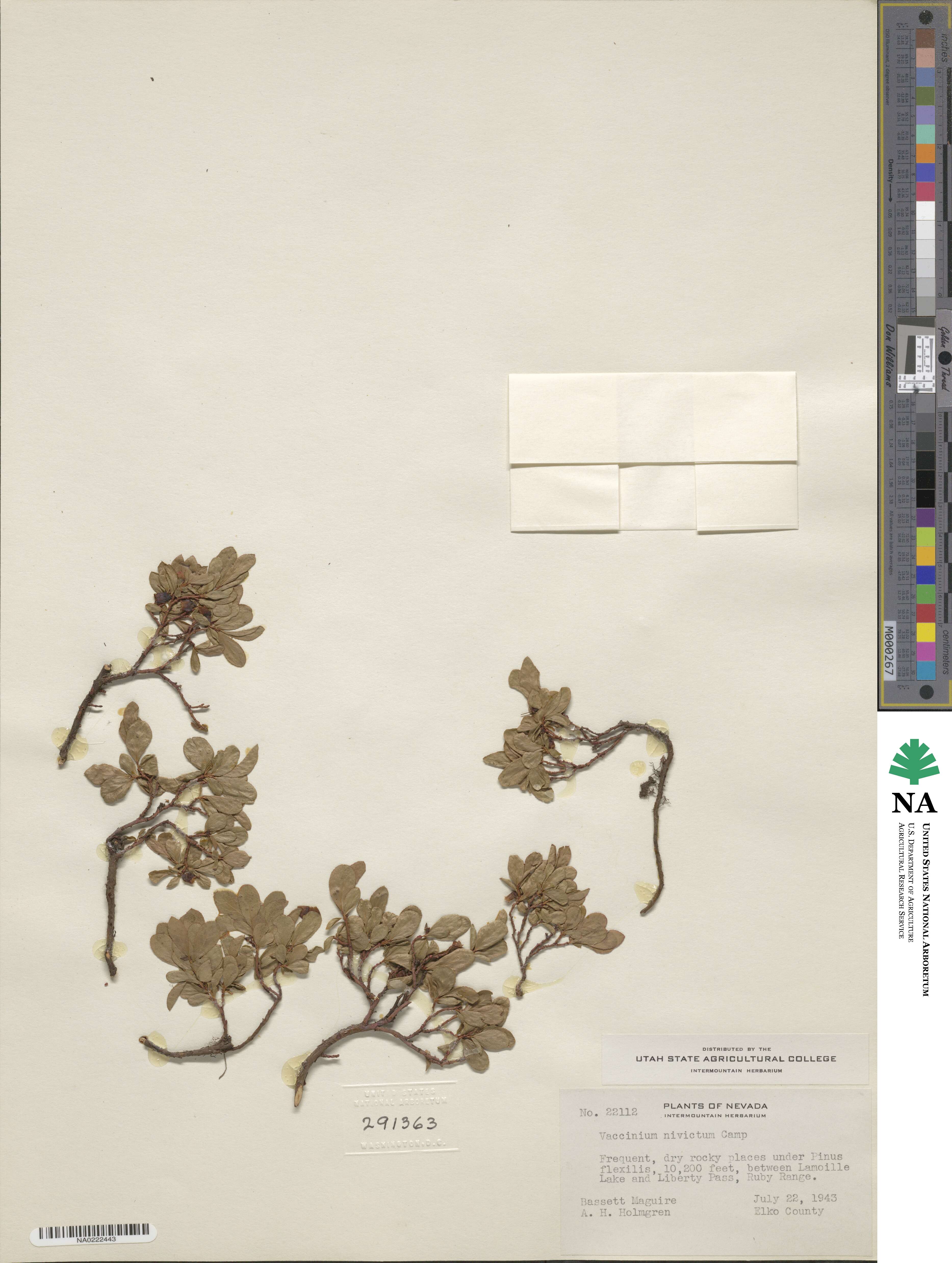 Vaccinium cespitosum image