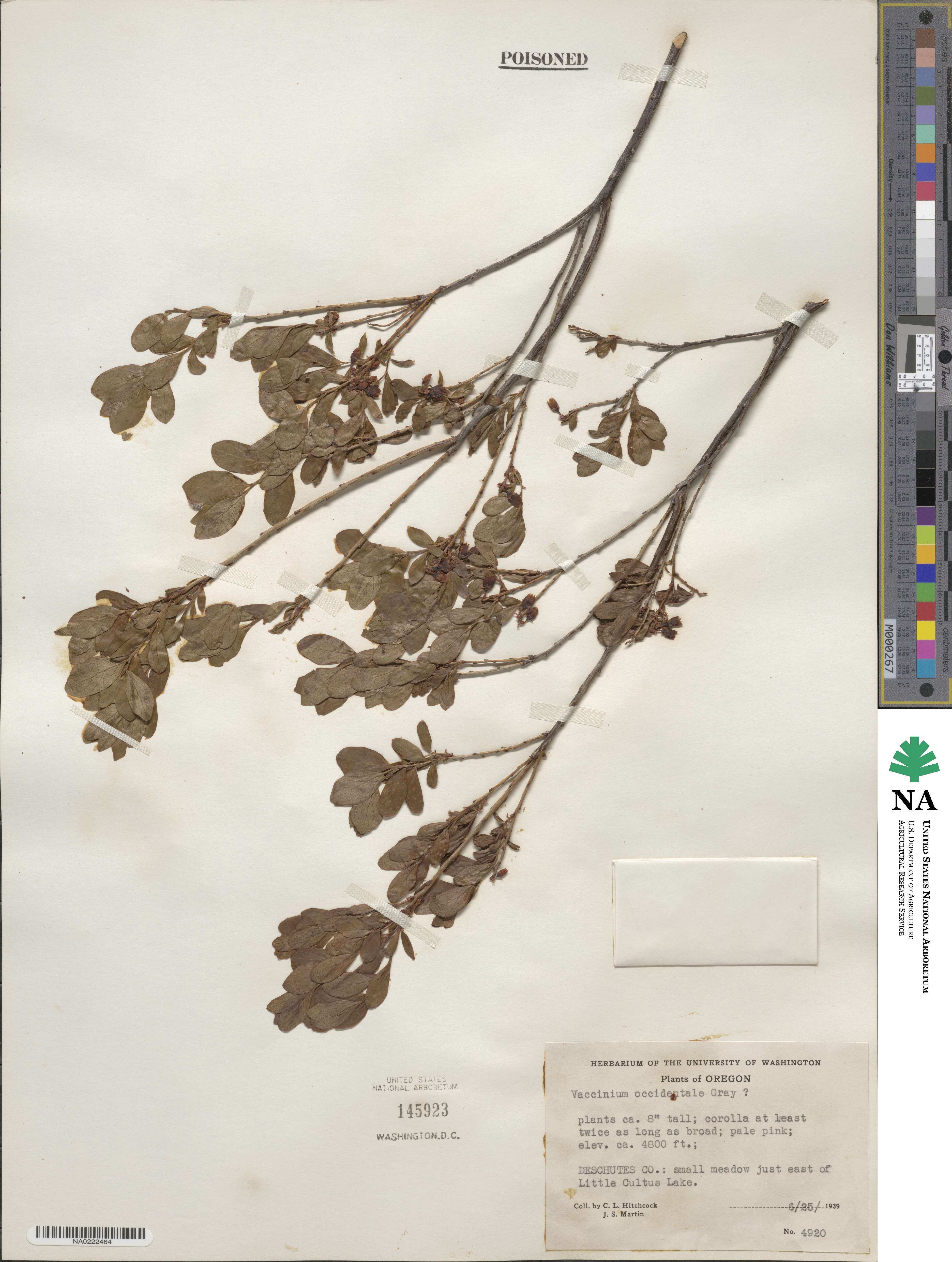 Vaccinium uliginosum subsp. occidentale image