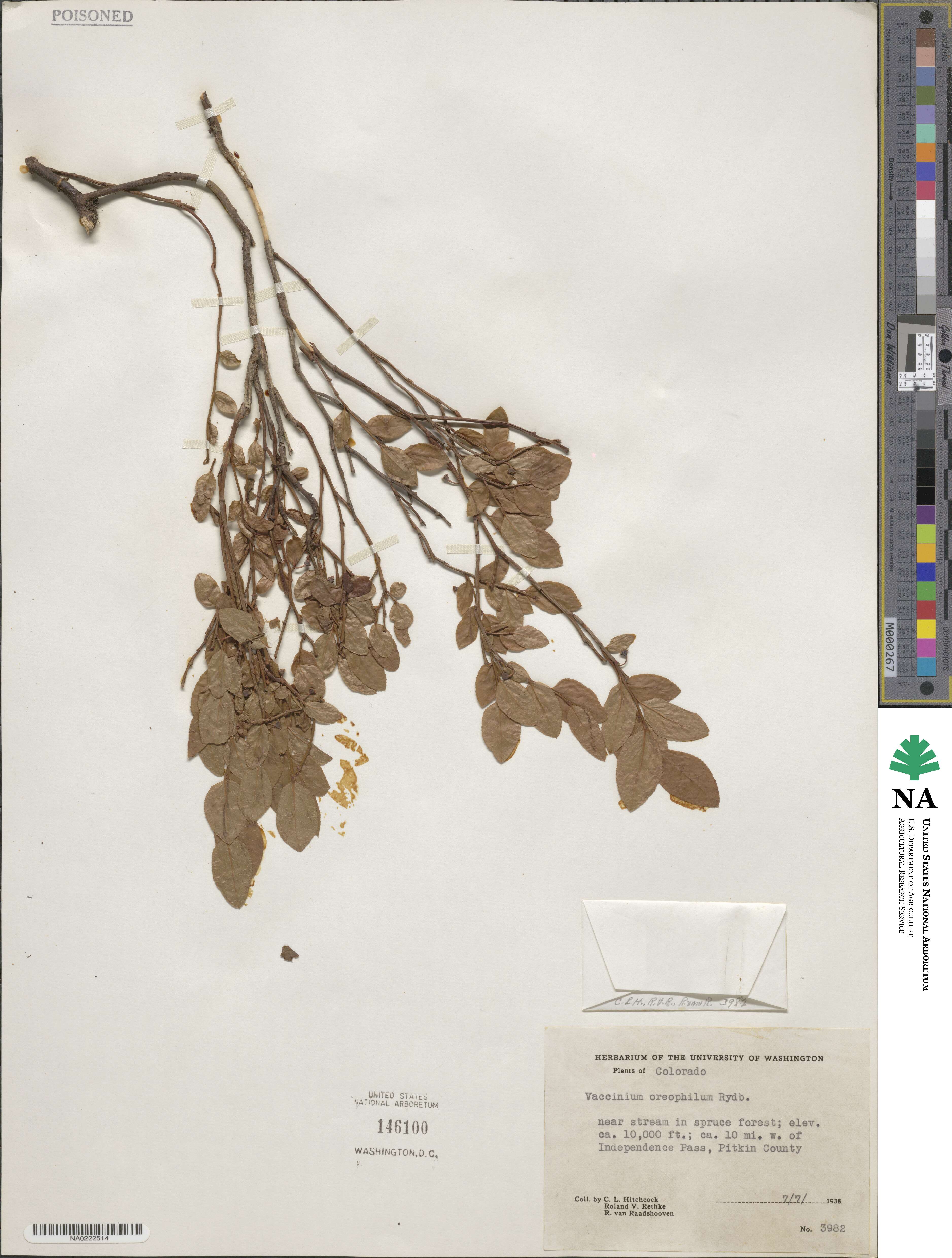 Vaccinium myrtillus image